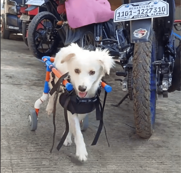 Happy Tears as Stray Dog's Devastating Accident Led to an Incredible Transformation